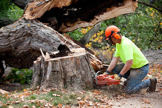 How Our Tree Care Process Works  in  Youngwood, PA