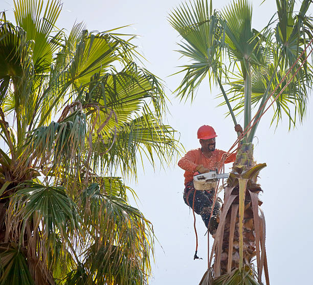 Professional Tree Care Services in Youngwood, PA